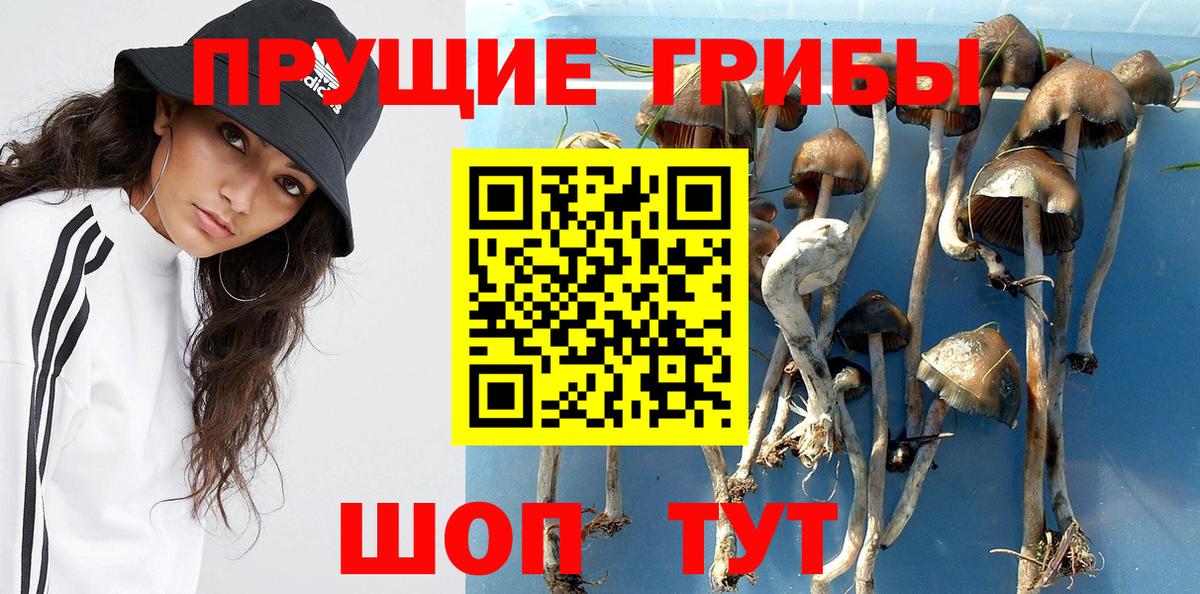 Холмск  как найти наркотики  Вход с VPN  Псилоцибиновые грибы мицелий 